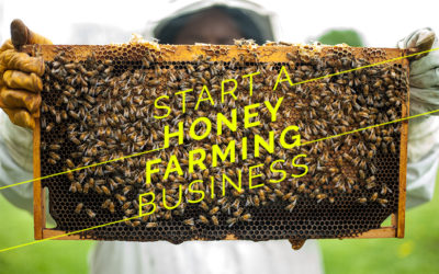 Honey Farming Business