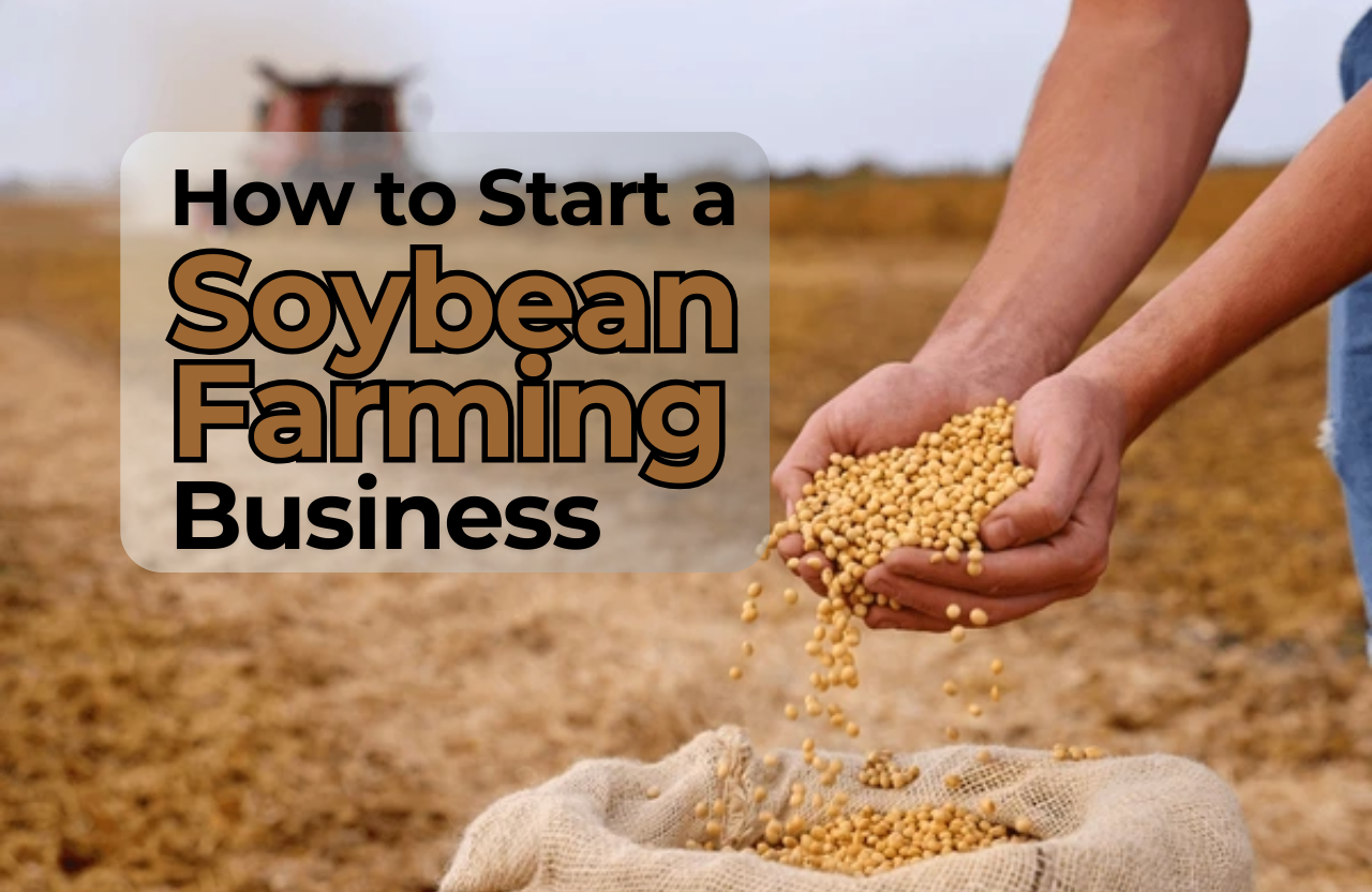 How to Start a Soybean Farming Business