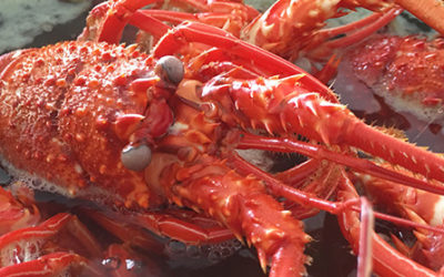 Lobster Farming Business