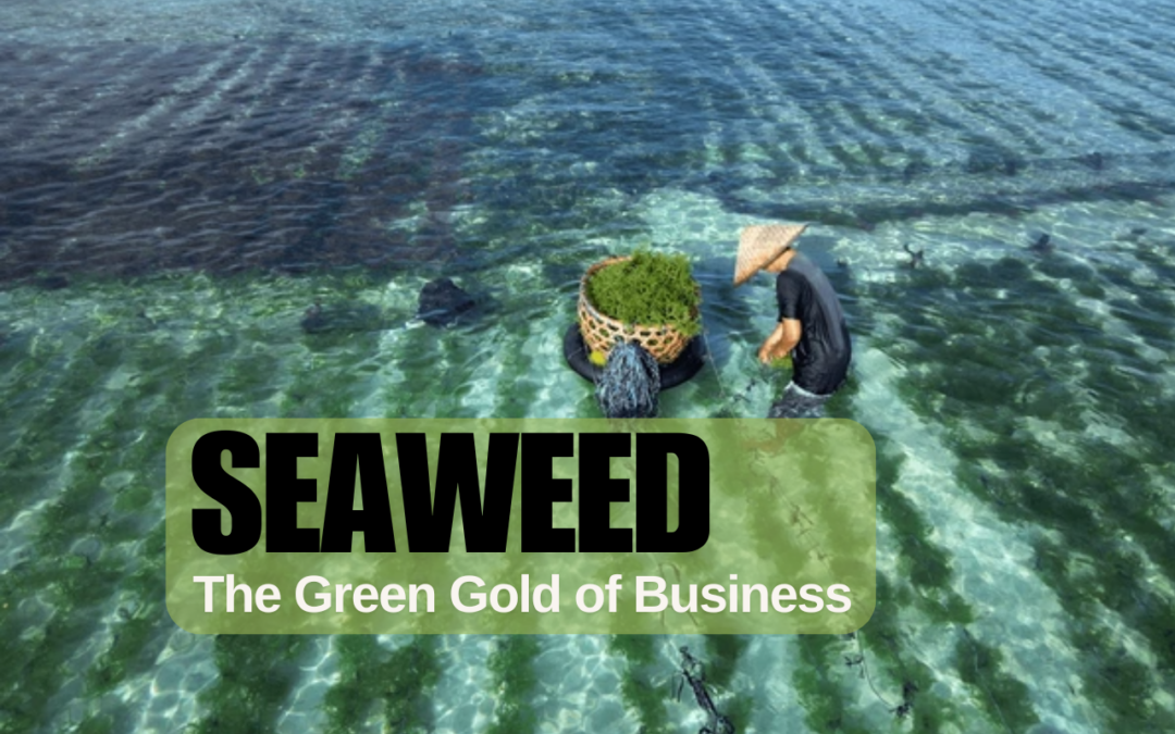 Seaweed: The Green Gold of Business – Opportunities, Challenges, and Future Trends