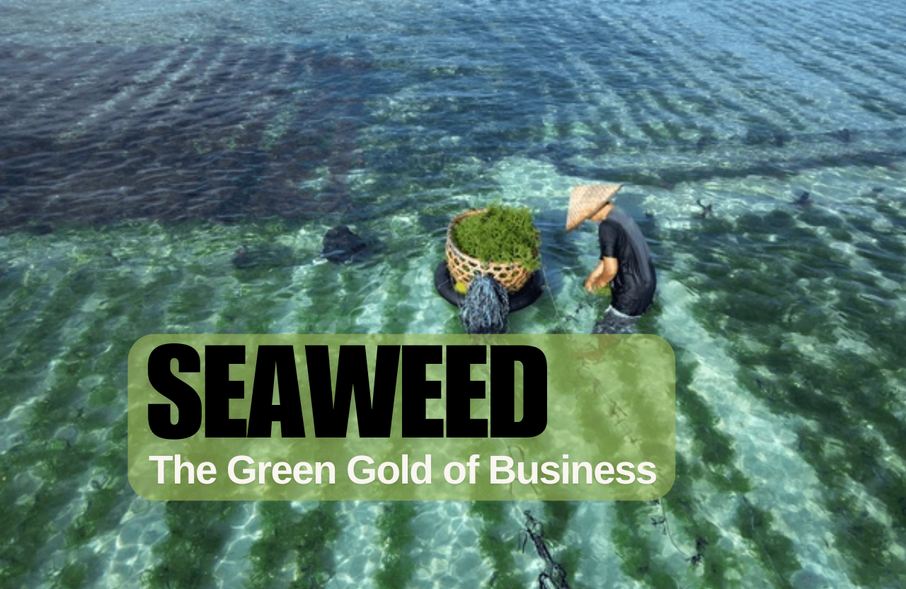 Seaweed: The Green Gold of Business – Opportunities, Challenges, and Future Trends