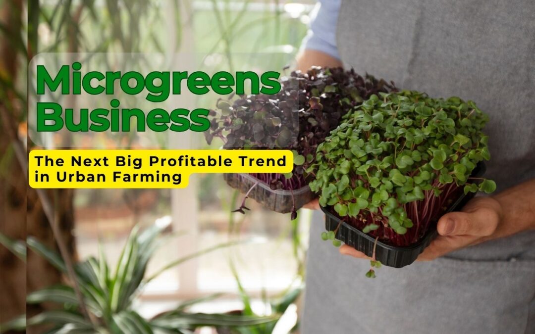 Is the Microgreens Business the Next Big Profitable Trend in Urban Farming?